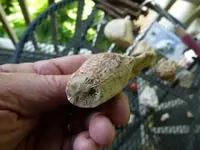 fossils 6-3 007.webp
