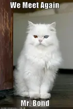 bondkitty.webp