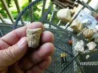 fossils 6-3 010.webp