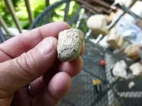 fossils 6-3 009.webp