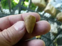 fossils 6-3 016.webp
