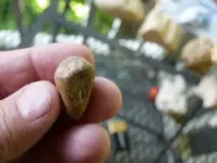 fossils 6-3 017.webp