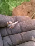 ringg.webp