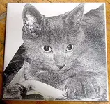 CerCat.webp