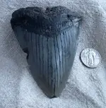Tooth.webp