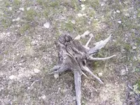 stump2.webp