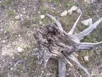 stump3.webp