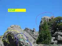 dove.webp