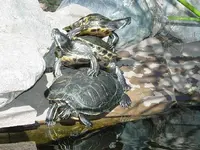 turtles.webp