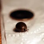 TICK MONSTER 007.webp