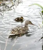 20120426_7.webp