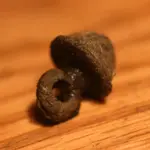 NH FINDS 05-20 032.webp