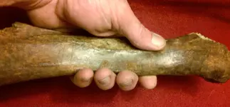 finger grooves.webp