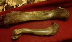 other bone.webp