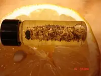 lemon seed.webp