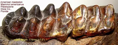 mastodondentary.webp