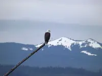 crane 2012 059.webp
