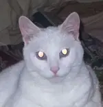 A CAT NAMED MOUSE.webp