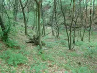 left view.webp