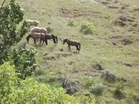 bear trip 051.webp