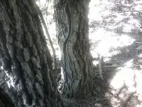 0417121220S[1].webp
