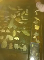 image-142821923.webp