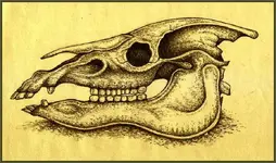 the_donkey_skull_by_papertiger3-d4g45cw.webp the_donkey_skull_by_papertiger3-d4g45cw.webp