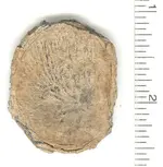 pewter  disk.webp