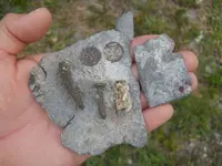 Treasure Coast finds.webp