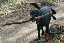 bo_stick-1.webp bo_stick-1.webp