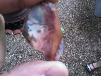 polarflint.webp