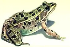 frog.webp