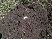 Sunday Myrtle Hunt 014.webp