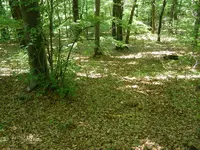 24.webp