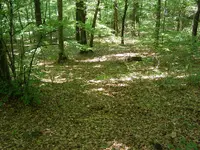 25.webp