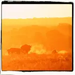 bison17.webp