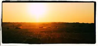 bison13.webp
