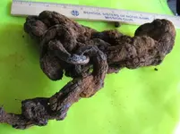 11. Rusty chain.webp