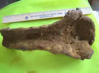 13. underside of leg.webp