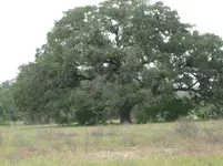 20. giant oak trees in the area.webp
