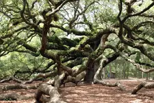 Angel-Oak-low-res.webp