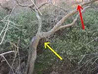 Pointing Tree Final.webp