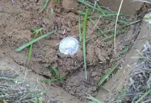 reesesilver.webp