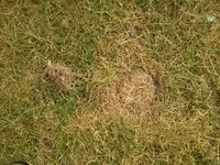 ForumRunner_20120520_192215.webp