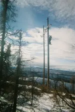 poormoose.webp