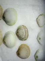 Clay Babies - 5-26 001 (2).webp