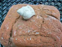 6-21-12 Shell Fossil 001.webp