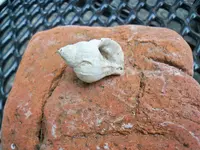 6-21-12 Shell Fossil 002.webp