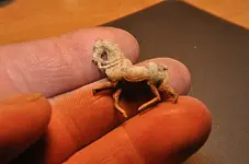 horses (2).webp