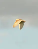 20120609_92.webp